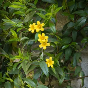 Carolina Jessamine - Gelsemium sempervirens 'Margarita'