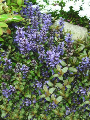 pot ajuga chocolate chip